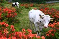 国指定天然記念物・約60万株のレンゲツツジと放牧風景が彩る湯の丸高原　休暇村嬬恋鹿沢「レンゲツツジ 湯の丸高原ガイドウォーク」を6月8日より実施