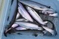 北海道・支笏湖で「支笏湖チップ」漁が6月1日解禁　休暇村支笏湖では、支笏湖チップ（ヒメマス）塩焼き付きビュッフェプランを販売