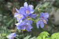 阿蘇にしか自生しない「ハナシノブ」に捧ぐ「第9回みなみ阿蘇野の花コンサート」　休暇村南阿蘇を会場に6月14日（日）開催
