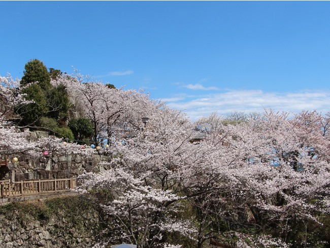 石垣と桜の景観が美しい