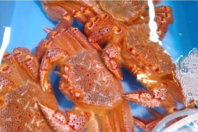 宮古市魚菜市場に店を構える岩船商店の活毛ガニ