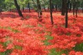 秋の絶景！真紅に染まる「曼珠沙華の里 巾着田（きんちゃくだ）」　休暇村奥武蔵では、巾着田曼殊沙華まつり会場までお送りする宿泊プランを9月28日より販売