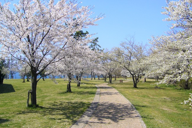 園地遊歩道の桜並木