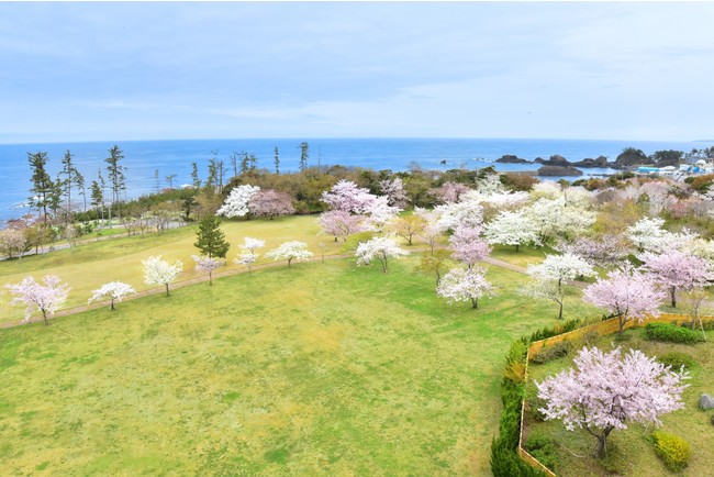 ３種の桜が咲き誇る芝生園地