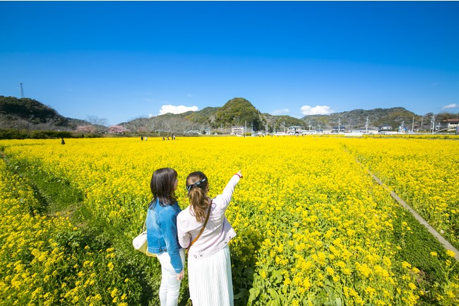 空の青と、菜の花の黄色のコントラストが美しい 空の青と、菜の花の黄色のコントラストが美しい