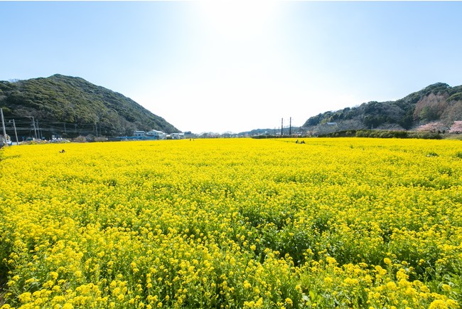 3万平方メートルの菜の花畑はSNS映え間違いなし 3万平方メートルの菜の花畑はSNS映え間違いなし