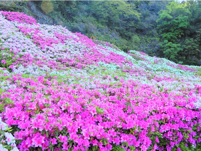 4月下旬頃、平戸ツツジが見ごろ 4月下旬頃、平戸ツツジが見ごろ