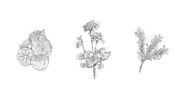  Essential oil_image