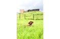ASO DOG.FES 6月29日開催! 愛犬と共に最高のロケーションで楽しむイベント(熊本県阿蘇市・コスギリゾート)