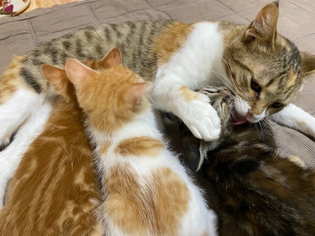 一般社団法人 保護猫応援ファーム（所在地：岡山県岡山市、代表理事 