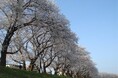 【福井県福井市】ふくいに春を告げる2つの桜「第41回ふくい桜まつり」と「ふくい桜マラソン2026」開催。