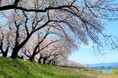 【福井県福井市】春の感動を次世代へ-日本さくら名所100選『足羽川桜並木』を守るクラウドファンディング、9月30日まで受付中