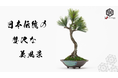 【新商品】和の雰囲気を醸し出す、世界中が欲したメインテナンスフリーな日本の伝統工芸盆栽「アートクラフト盆栽文人スタイル」のMakuakeプロジェクトが12月27日（月）18時から開始