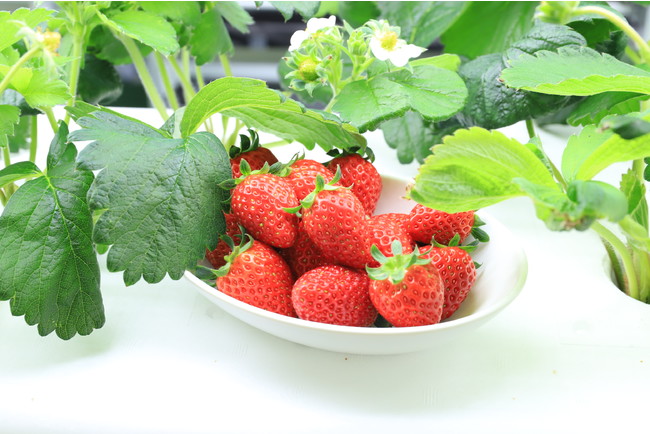 夏でもいちごが収穫できる！近未来の農業・水耕栽培閉鎖型