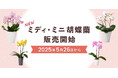 【新商品】ミディ・ミニ胡蝶蘭販売開始!|胡蝶蘭専門サイトフラワースミスギフト