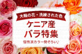 ケニア産バラ特集9月26日~スタート!|花の卸通販フラワースミスマーケット