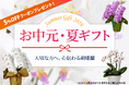 お中元胡蝶蘭、早期ご購入で5％OFFクーポン配布！｜胡蝶蘭専門サイトフラワースミスギフト