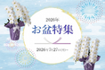 お盆のお供え胡蝶蘭を7月27日～販売開始！初盆・新盆向け商品も展開｜胡蝶蘭専門サイトフラワースミスギフト