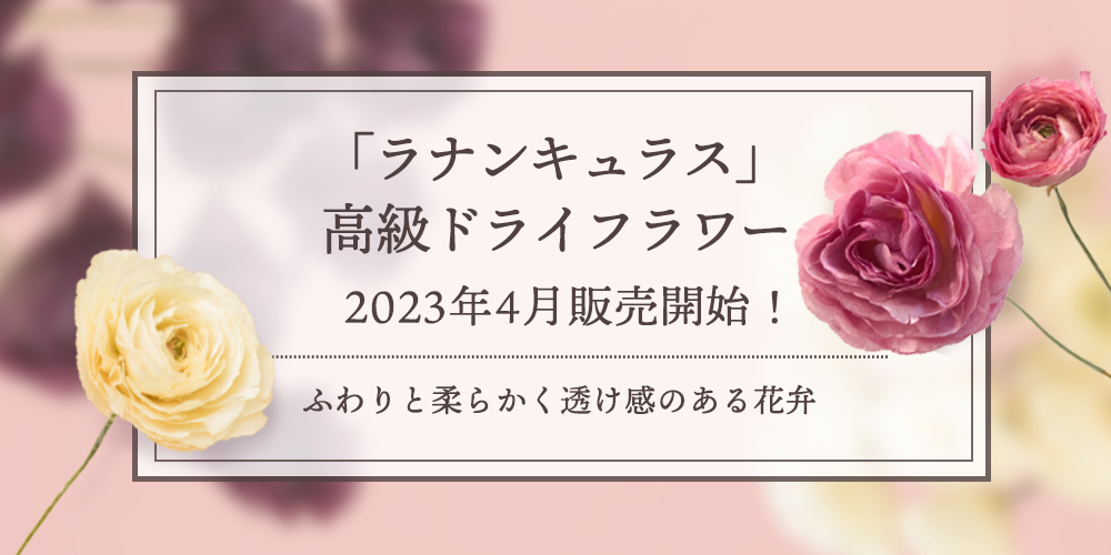 新商品「ラナンキュラス」の高級ドライフラワー販売開始！｜花の卸通販