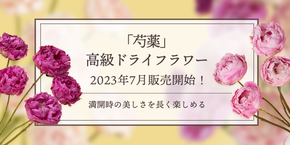 新商品「芍薬」の高級ドライフラワー販売開始！｜花の卸通販