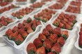 【伊豆長岡温泉×農業】参加満足度100%を記録した「育てる観光」プロジェクト第2弾！