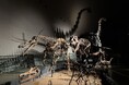 今回は初めて秋の実施！勝山DMO×恐竜博物館による企画「恐竜博物館プレミアムナイトミュージアムツアー」を10月2日(金)、3日(土)に実施