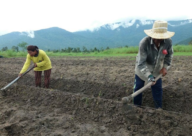 カンボジアの農業の様子 カンボジアの農業の様子