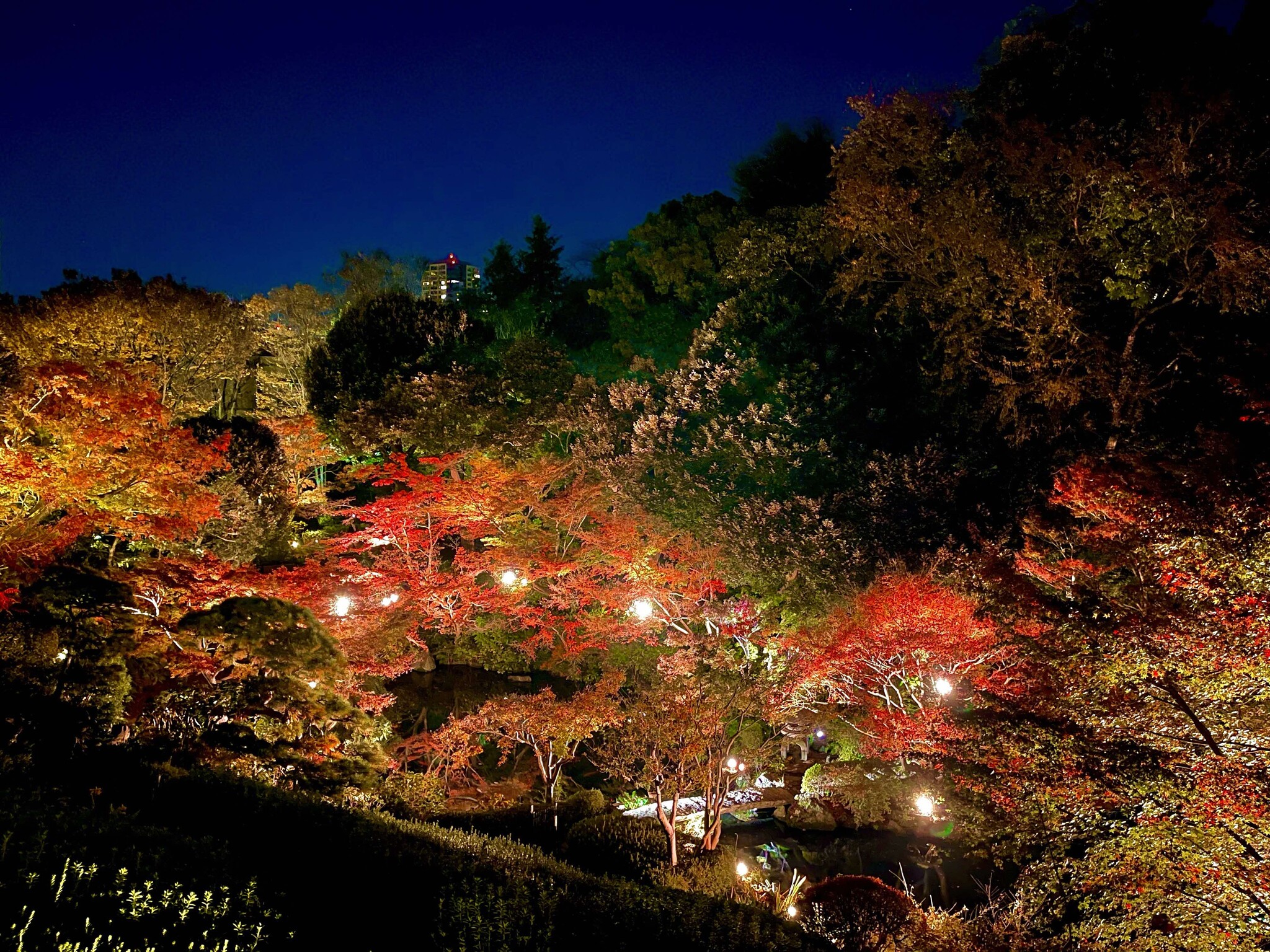 品川区立池田山公園でライトアップイベント「紅葉の燈明－みあかし」 灯りと香り、五感で愛でる｜品川区のプレスリリース