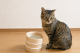 愛猫にもっと快適な食事時間を。創業111周年の老舗桶樽屋「立花容器㈱」の手掛ける猫専用の食器台「ねこ桶お膳」をものづくりクラウドファンディング「Creema SPRINGS」にて６月２０日より販売開始