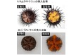 北三陸ファクトリーとヤンマーホールディングスが「ウニの大規模陸上養殖システム」構築に向けた実証事業を開始
