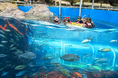 下田海中水族館で新 体験プログラム『大水槽おさかなウオッチング』スタート！