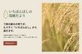 栃木県高根沢町の農産物直売所「いちばんぼし」が、栃木県のお米を全国に届ける新米直売サイト「いちばんぼしの瑞穂だより」をオープン