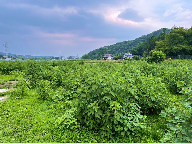 小川町の楮畑