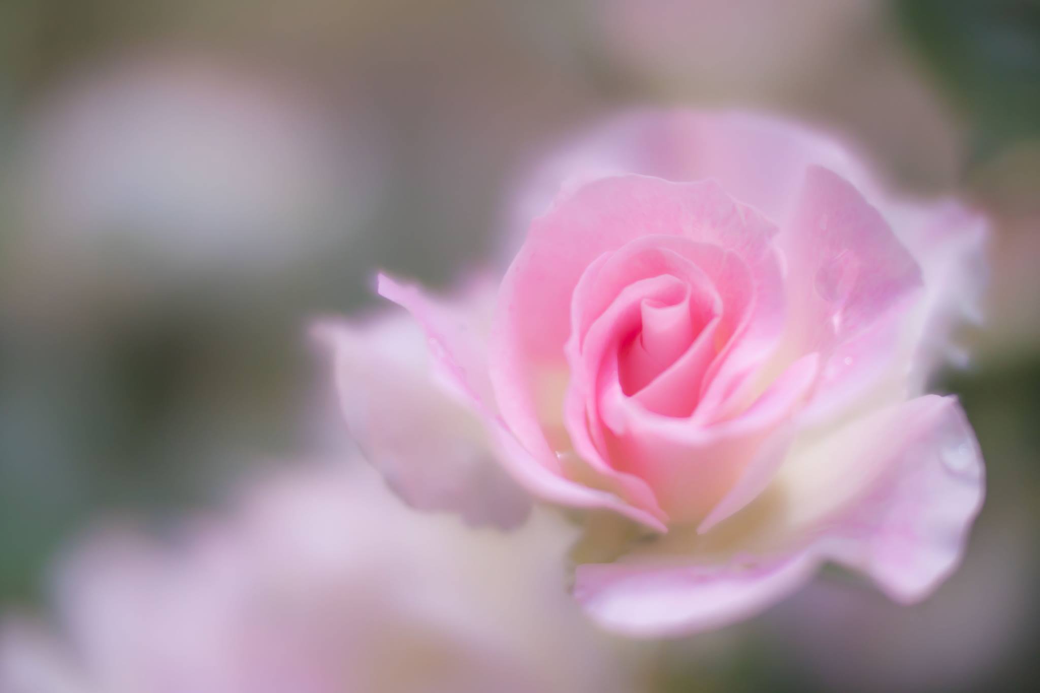 6月29日 土 山田久美夫写真教室フワッとした花を撮る講座 19年夏 株式会社ケンコー トキナーのプレスリリース