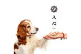 【新商品】南総里見八犬伝をモチーフにした愛犬とオーナー様のペアアクセサリー「八心 -Yashin- 」10月1日発売!