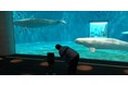 西村健一准教授　養護学校児童の水族館遠隔見学に専門的見地から助言【島根県立大学】