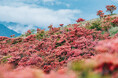 葛城山「一目百万本」のツツジ、混雑前に楽しむ2つの宿泊プランが登場
