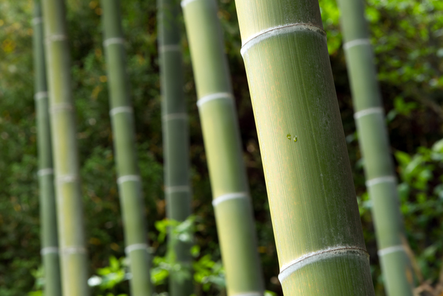 孟宗竹は高さ10m、周囲最大50cm以上にもなる