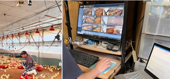 青木ブロイラー 養鶏生産にセンサーやWebカメラを活用しIT化やDX化を積極的に推進