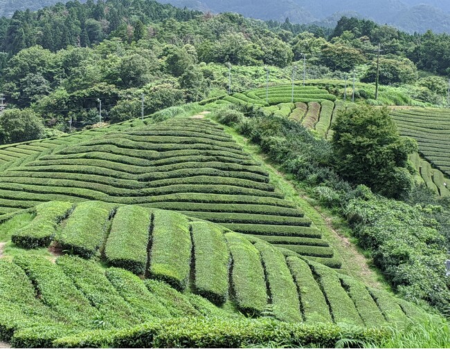 日本緑茶発祥の地の有機茶園