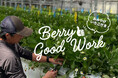 ＜ミガキファーム＞いちご農家の裏側に潜入する農業体験ワークショップ『Berry Good Work』を6月末まで開催
