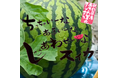 「小玉なのに大玉のシャリ感！皮ギリギリまで甘くて美味しい！」秋田で生まれた小玉スイカ「あきた夏丸チッチェ」を販売開始しました【秋田を贈るECサイト　詩の国商店】