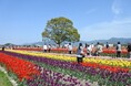 のおがたチューリップフェア2025開催日決定とステージイベント出演者募集のお知らせ