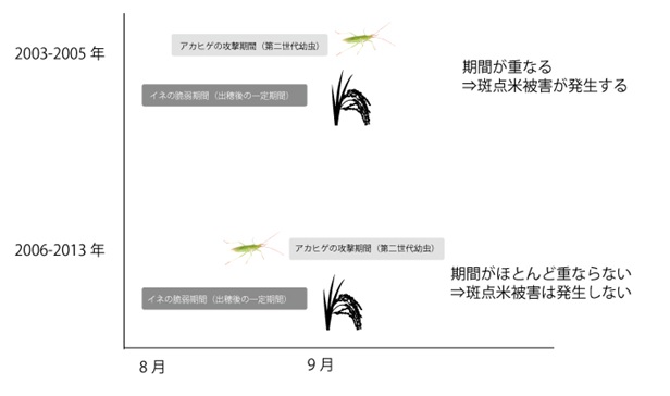 図４．イネの出穂期とアカヒゲホソミドリカスミカメ第三世代の幼虫期間（イメージ）。