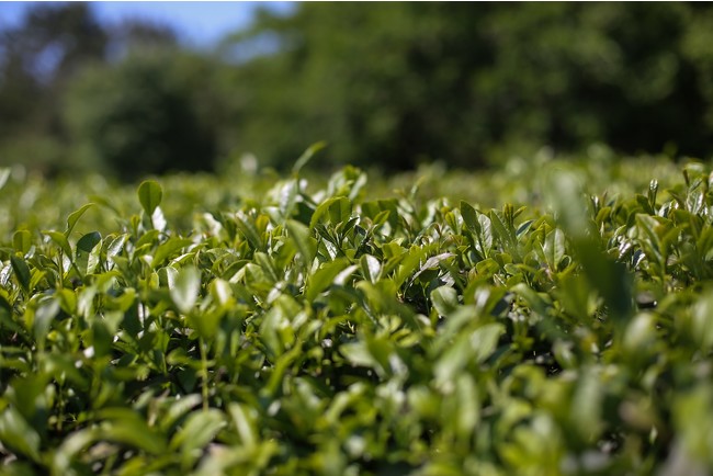 5月は新茶の季節。「村上茶」は上品な甘みが特徴です。
