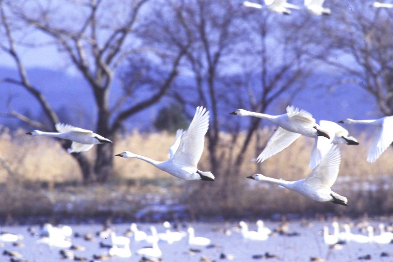 新潟県内 各エリアにある 白鳥の飛来情報 公益社団法人 新潟県観光協会のプレスリリース