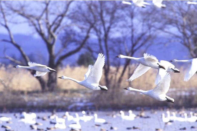 白鳥の渡来地として全国的に有名で、ラムサール条約登録湿地でもある「瓢湖」。昭和29年、日本で初めて野生の白鳥の餌付けに成功したことで注目を浴び、その後、国の天然記念物に指定されました。