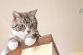 <猫の飼育や支援活動に関する調査>8割以上が保護や譲渡で迎え入れペットショップの利用は少数派