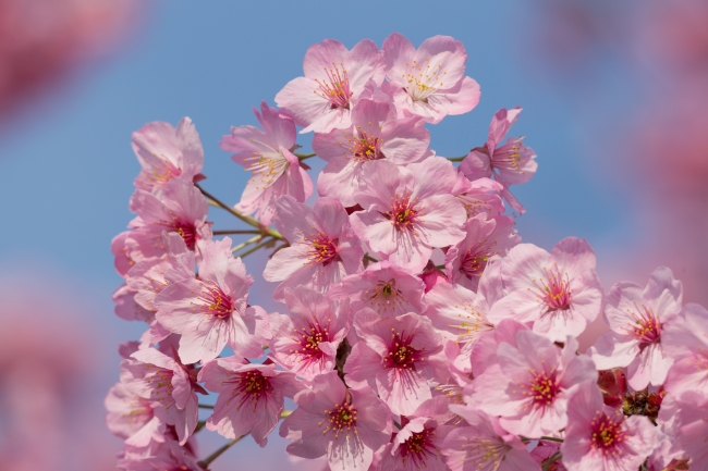 ☆日本の美しい桜の季節を愛でる、4種の桜エキス配合のヘアケア