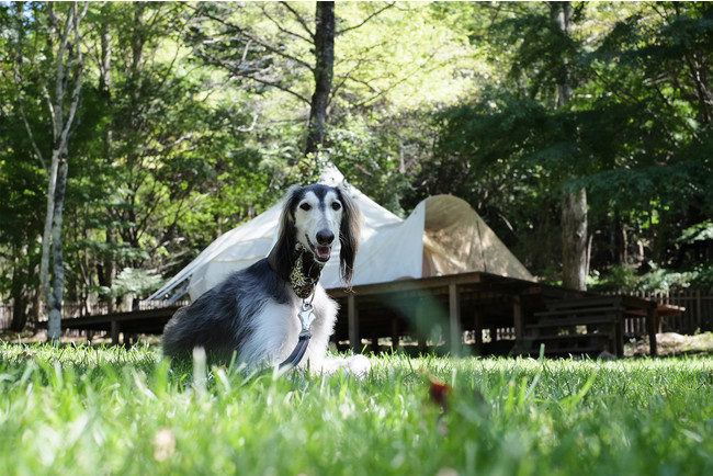 愛犬とワーケーション 愛犬とワーケーション